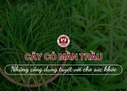 Cây cỏ mần trầu và 8 công dụng tuyệt vời cho sức khỏe